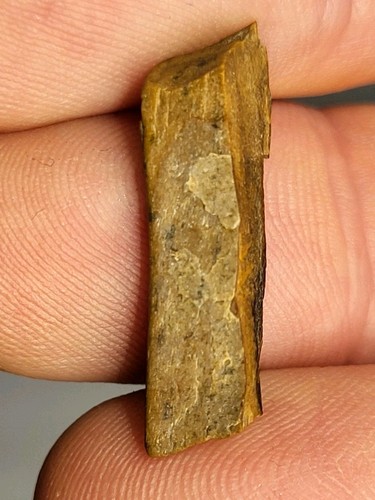 Large rex tooth 02 inches - large, ~1.02