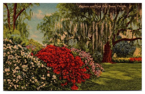 Vtg azaleas and - and, live