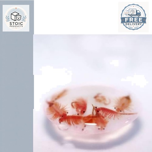 Dried brine shrimp - dried,