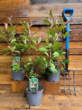 5x Photinia Red Robin Hedging