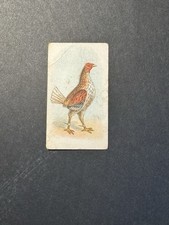 Fighting Cocks Cigarette Card (no 17)  Game Fowl
