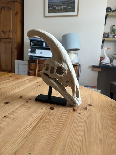 Parasaurolophus skull stand - parasaurolophus,