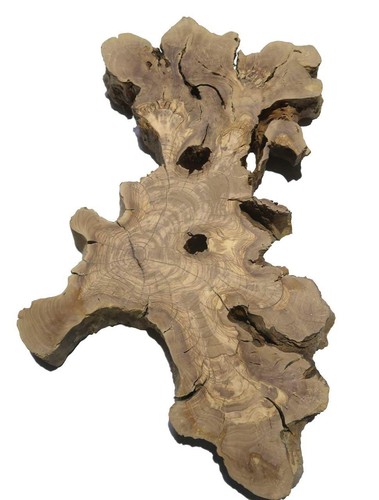 Olive burl wood tree - olive, slice