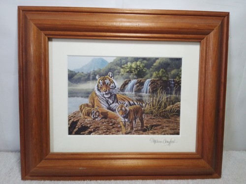 Stephen gayford tiger - stephen,