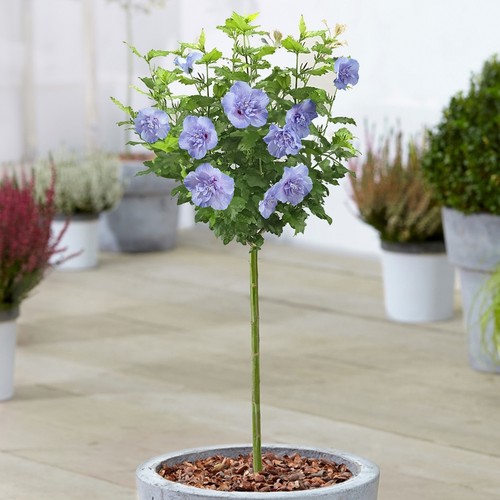 Hibiscus blue chiffon - hibiscus,