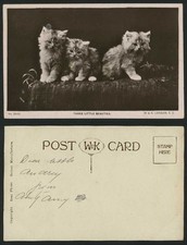 Cats Kittens, 3 Little Beauties Cat Kitten Pets Animals Old Real Photo Postcard