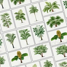 Botanical Palm Tree Leaf Fern