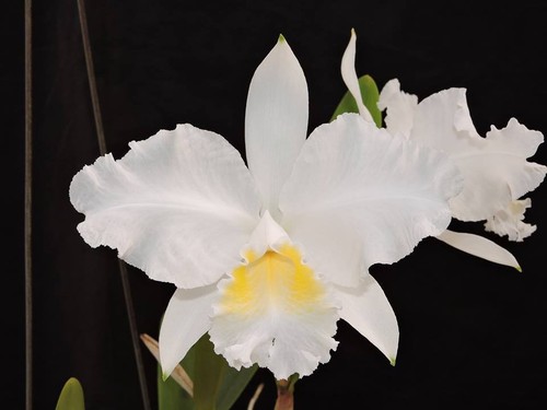 Cattleya lueddemanniana var