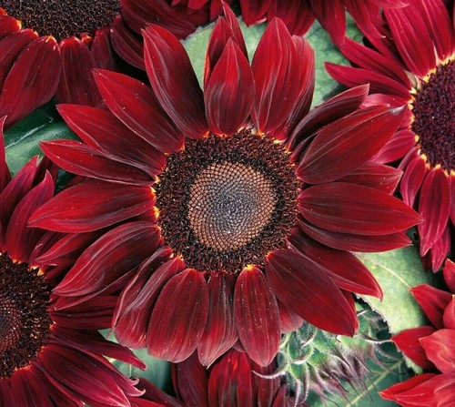 Seeds red tall sunflower - red,