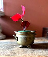 Vintage Brass Jardiniere
