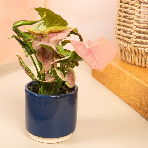 Baby syngonium podophyllum - baby,
