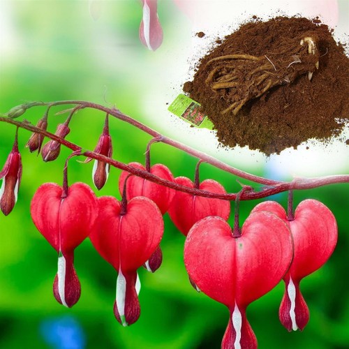 Bleeding heart dicentra - bleeding,