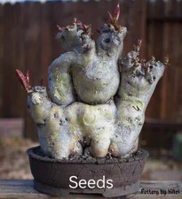 Cyphostemma juttae    S eeds  10/20/50pcs