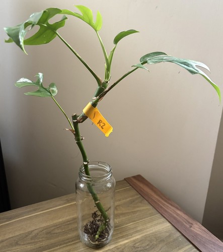 Mini monstera plant - mini,
