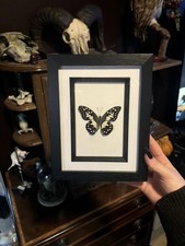 Framed Papilio demoleus (Lime