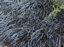 2x black mondo grass -