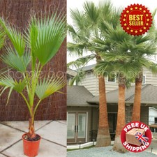 Mexican Fan Palm 100 - 120 cm Washingtonia Robusta Garden Indoor Outdoor Tree