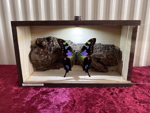 Stunning graphium weiskei - a1,