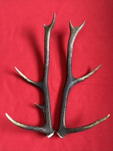Pair red deer - deer, antlers