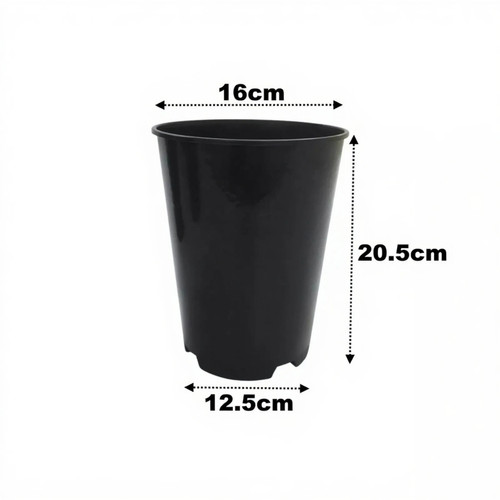 Litre deep rose plant - litre,