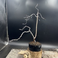 Japanese Cherry tree bonsai