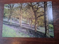 Winkworth Arboretum Surrey Bluebell Wood Postcard