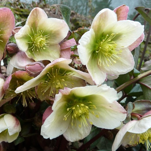 Helleborus winter moonbeam - helleborus,