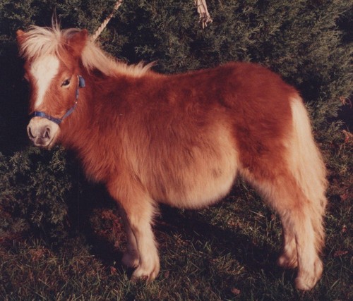 1990s cute miniature horse - cute,