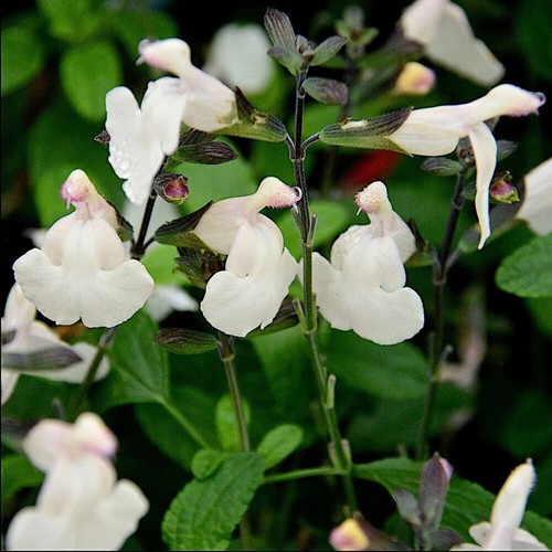 Salvia cool cream hardy - ,