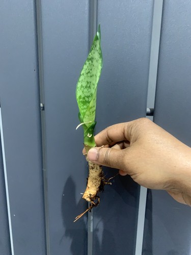 Sansevieria air purifying - sansevieria, air-purifying