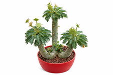 Dorstenia horwoodii SEEDS -