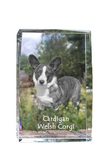Cardigan welsh corgi - cardigan,