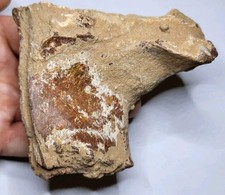 Kem Kem Dinosaur Fossil