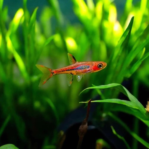 Chili rasbora boraras - chili, (boraras