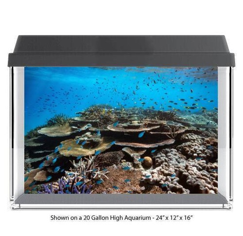 Tropical coral reef - tropical,