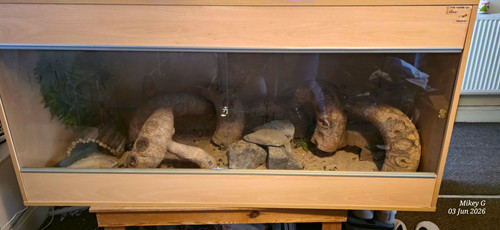 Wooden reptile - wooden,