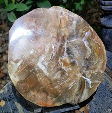 Brown Petrified Wood Fossil Mineral Tree Slight UV Slab Plate Slice, 457g