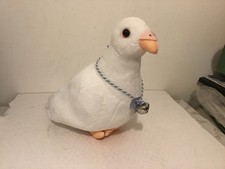 Pigeon dove bird soft - dove, plush