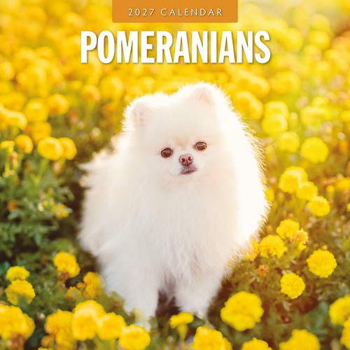 Pomeranians 2027 square - square, wall