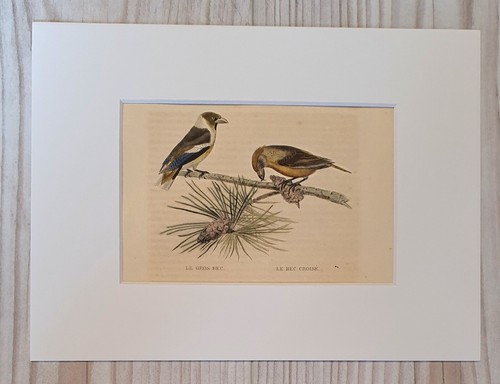 1852 lithograph art print - lithograph,
