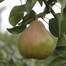 Pear tree doyenne comice - tree, du
