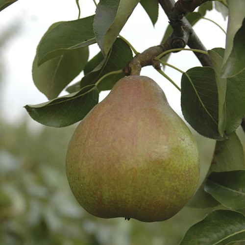Pear tree doyenne - du, comice'