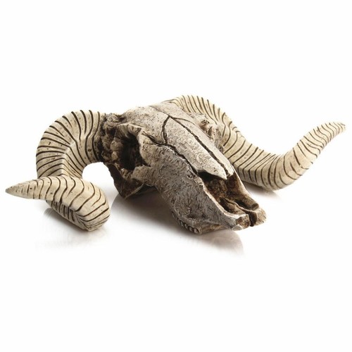Skull sheep faux taxidermy - skull,