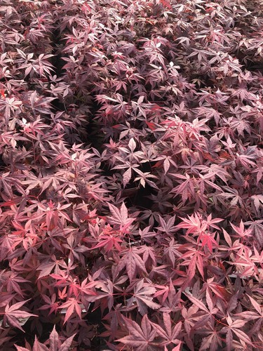 Acer palmatum atropurpureum - 3x,
