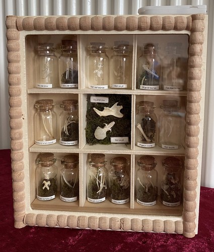 Bone taxidermy lit display - taxidermy,