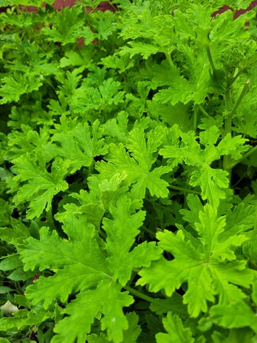 Citronella geranium strong - geranium,