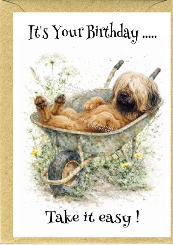Briard dog birthday - dog,