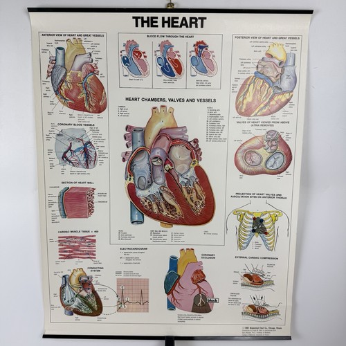 Human heart circulatory - heart,
