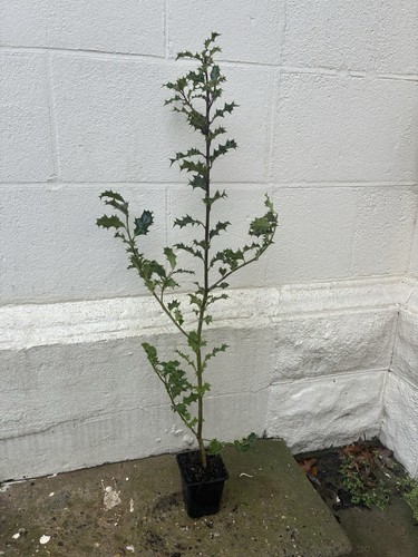 Holly trees - holly,