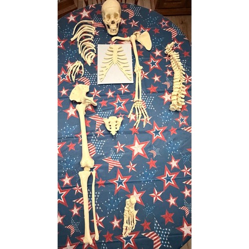 Medical skeleton life size - medical,